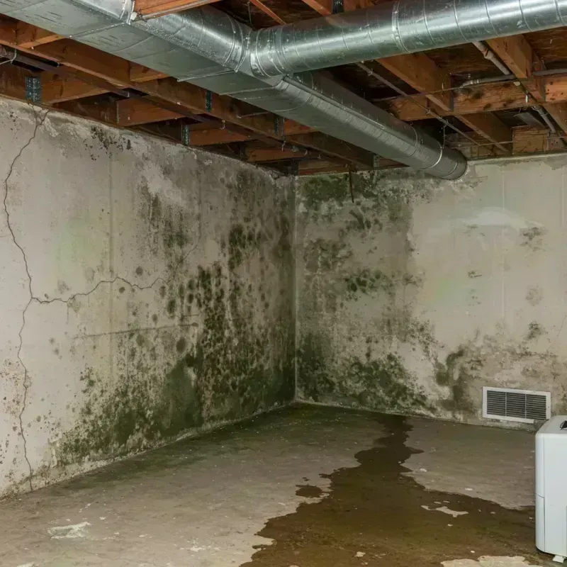 Professional Mold Removal in Crestview, FL